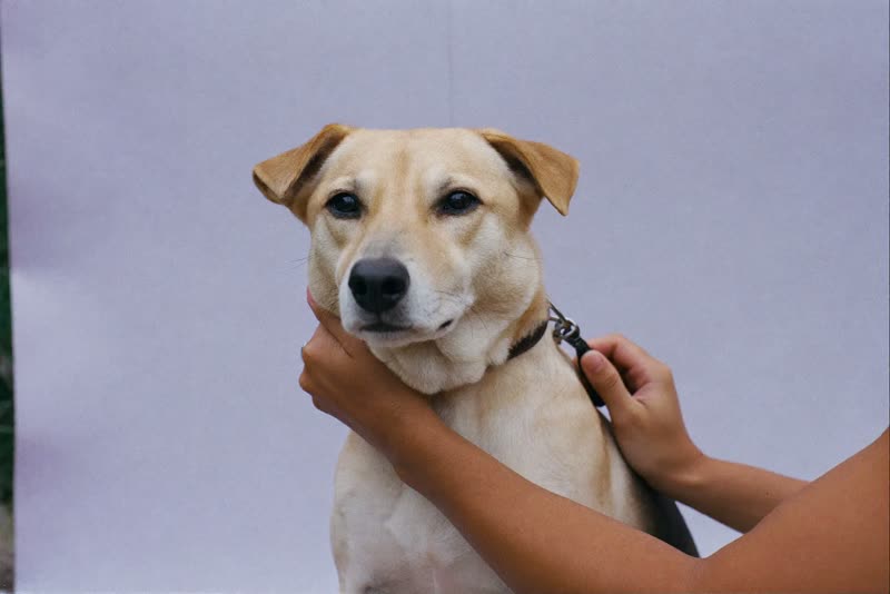 A dog being handled calmly