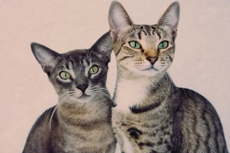 Two cats sitting together