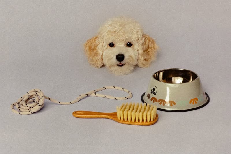 Lead, brush and bowl laid out together