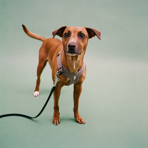 Dog in a harness ready for a walk