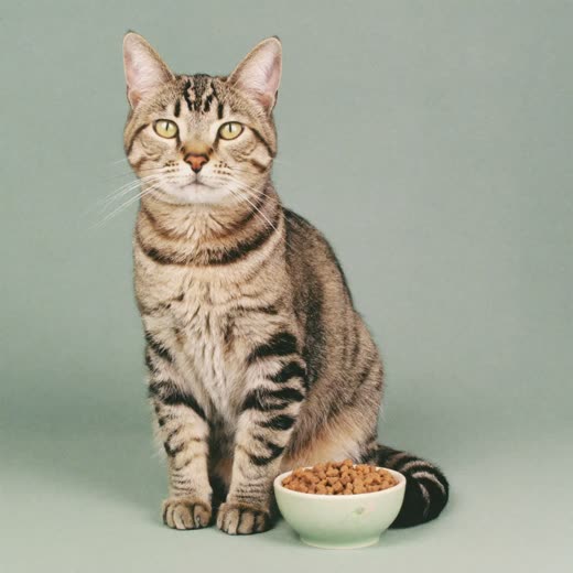 Cat sitting beside a feeding bowl