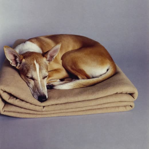 Small dog asleep on a blanket