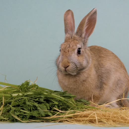 Rabbit with fresh greens on clean bedding