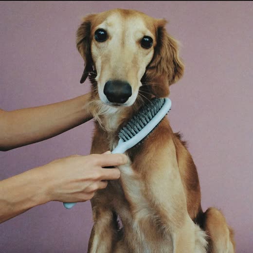 Hands brushing a long-haired dog